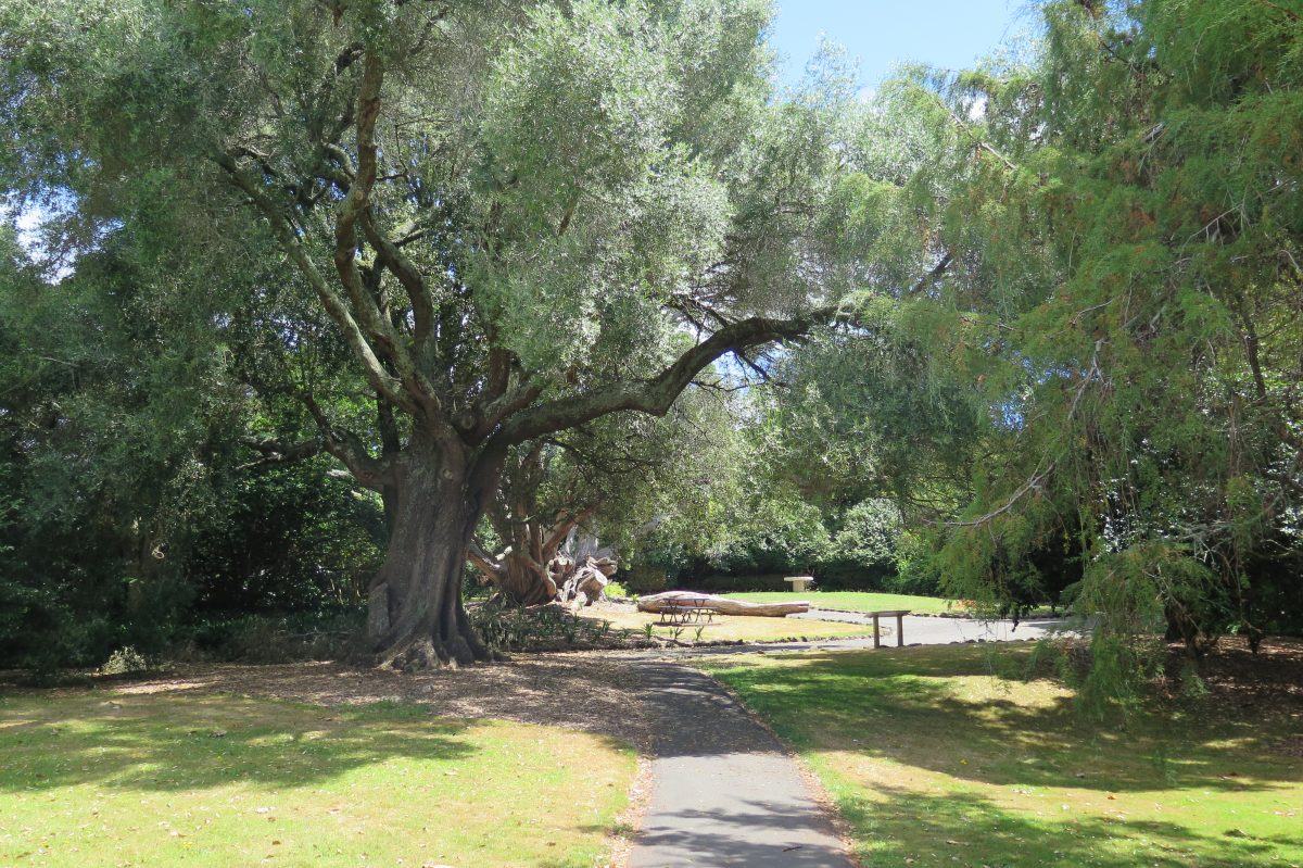 Alice Wylie Reserve in Mt Albert