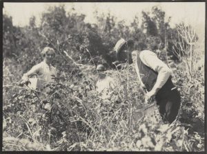 Blackberry picking.