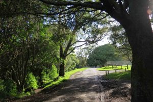 Mt Albert mountain road