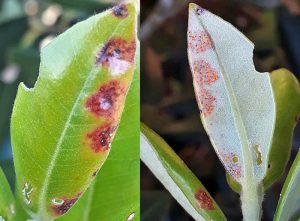 Myrtle rust on a phutukawa leaf