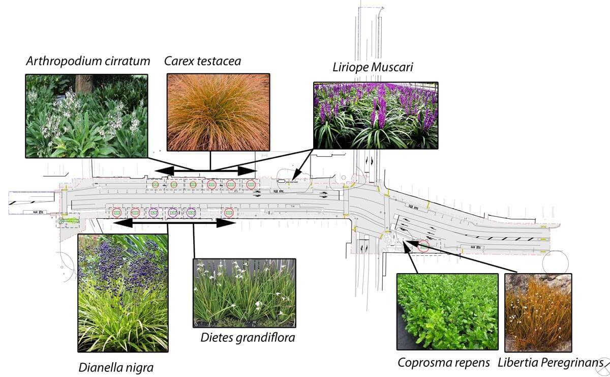 Mt Albert village planting plans