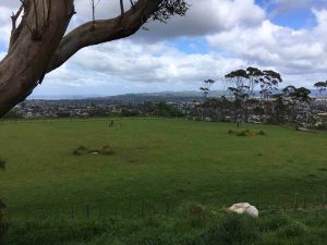 Mt Albert's dog off-leash area